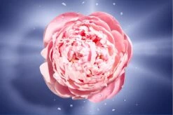 Lancôme La Vie Est Belle En Rose 50 Ml - Eau De Toilette - Damesparfum -Maquillage Cosmetics 1200x798 8