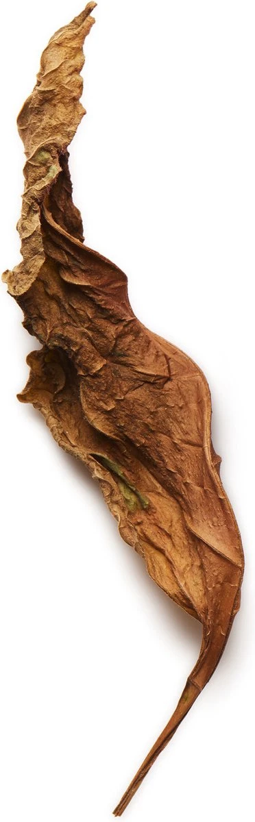 Giorgio Armani Acqua Di Gio Absolu 75ml - Eau De Parfum - Herenparfum 13 Giorgio Armani Acqua Di Gio Absolu 75ml - Eau De Parfum - Herenparfum – Image 11