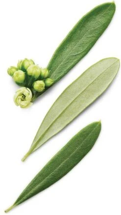 Giorgio Armani Armani Code 125 Ml - Eau De Toilette - Herenparfum -Maquillage Cosmetics 678x1200 4